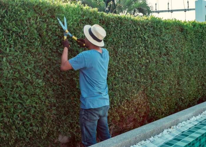 about us chula vista tree services